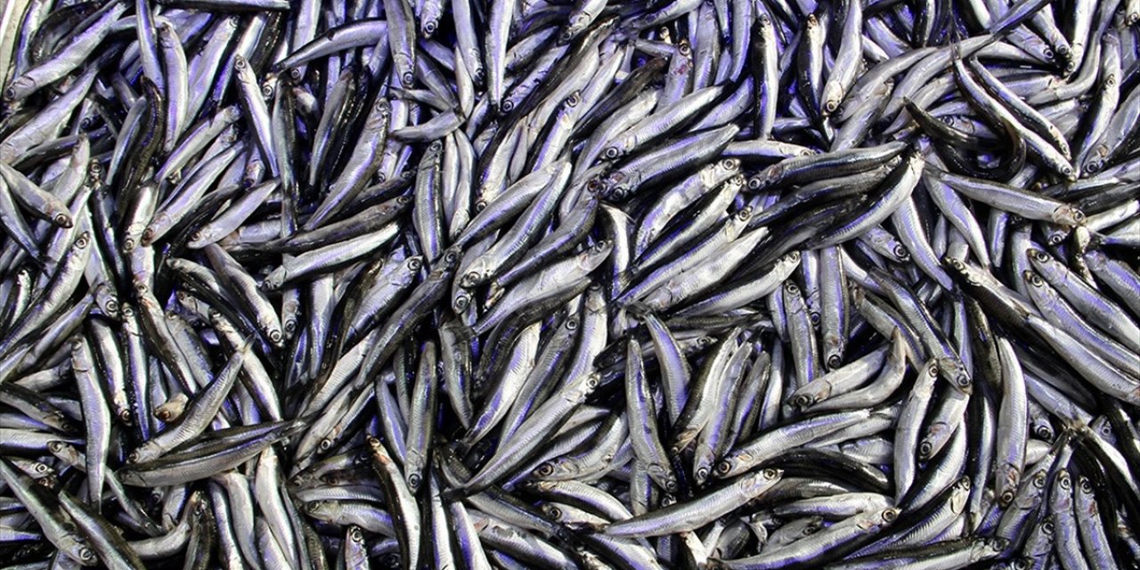 Kota Kararı Karadeniz'de Hamsi Varlığının Devamına Katkı Sağlayacak