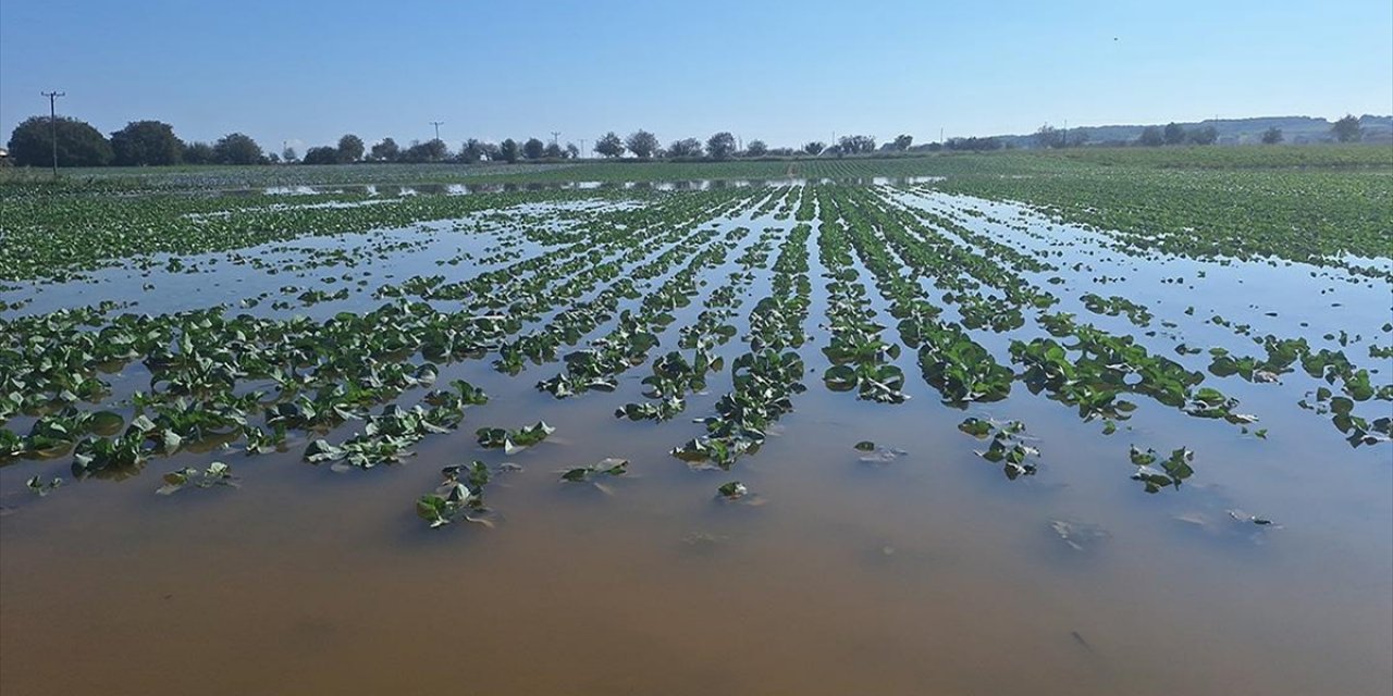 Bafra Ovası'nda Tarım Arazileri Aşırı Yağıştan Zarar Gördü