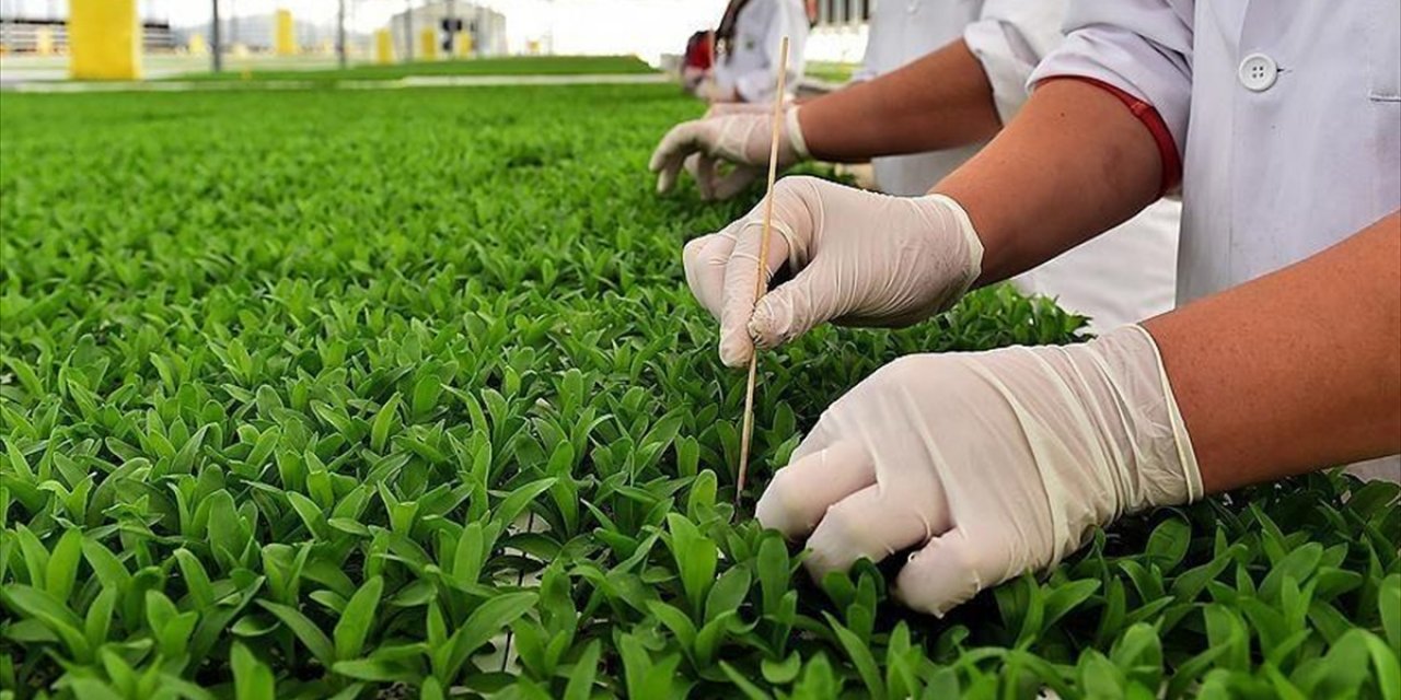 Bitkisel Üretim Desteklerine İlişkin Usul Ve Esaslar Belirlendi