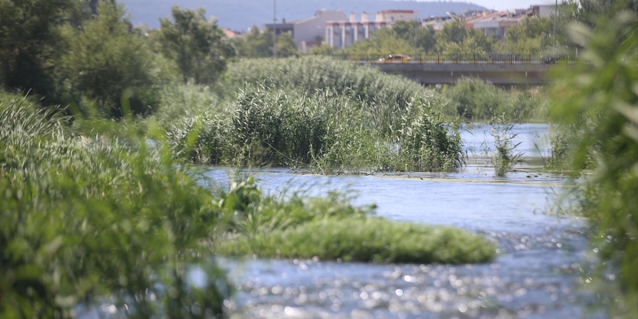 Yılan Balığı Neslinin Devamı Akarsulardaki Yaşam Alanlarının Korunmasına Bağlı
