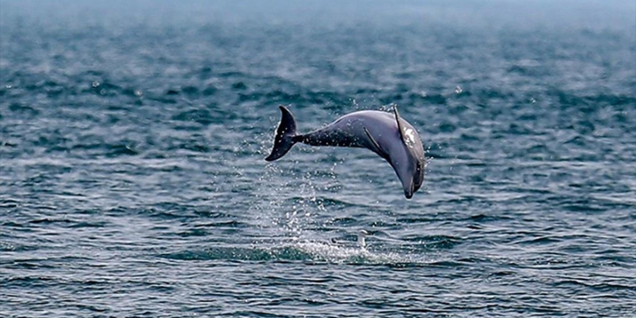 Türkiye, Açık Denizlerdeki Biyolojik Çeşitliliğin Korunması İçin BM Anlaşmasına Taraf Oldu