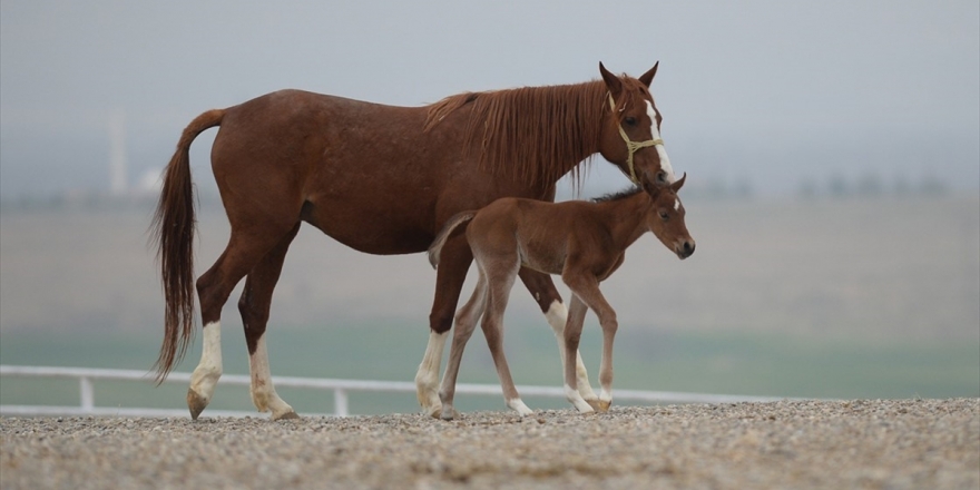 Tigem Safkan Arap Koşu Tayı Satacak