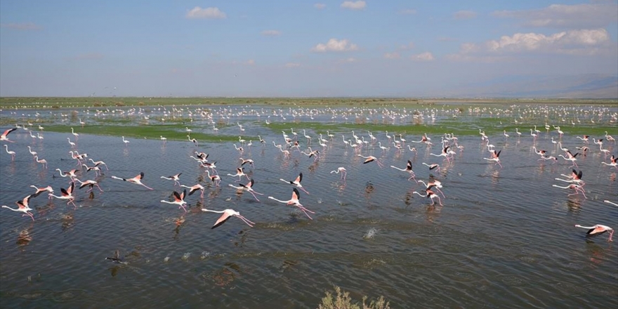 Rehabilite Edilen Gölet Kuş Sesleriyle Şenleniyor
