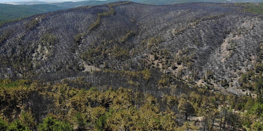 Yanan Ormanlık Alanlar Yeniden Yeşeriyor