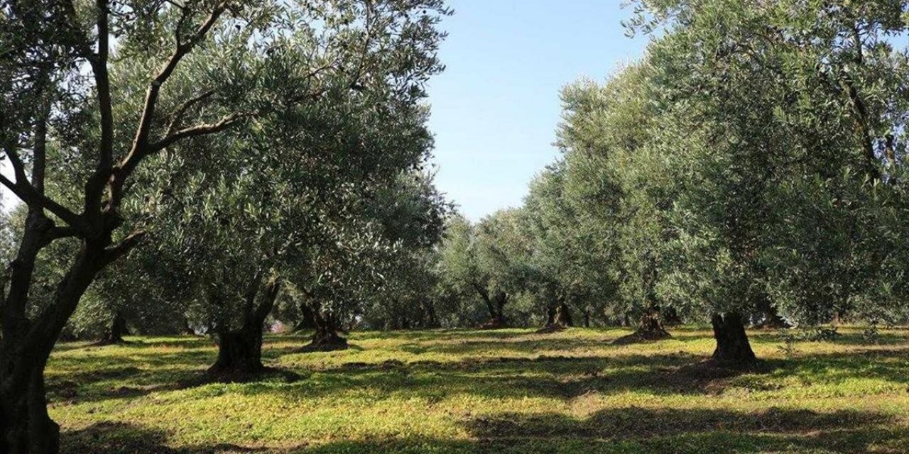 Marmarabirlik'te Kampanya Döneminde 100 Bin Ton Rekolte Bekleniyor
