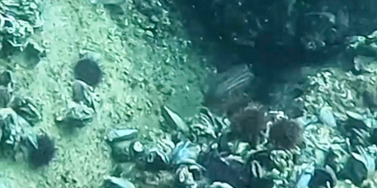 Marmara'da, Ege Denizi, Akdeniz Ve Atlas Okyanusu'nda Yaşayan Grida Görüldü