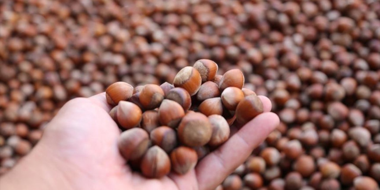Türkiye'nin 9 Aylık Fındık İhracatı Değerde Yüzde 44 Arttı