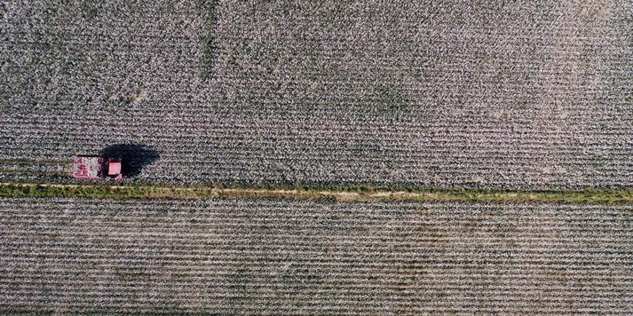 AB'den Tescil Alan Söke Pamuğunda Kuraklık, Verimi Olumsuz Etkiledi