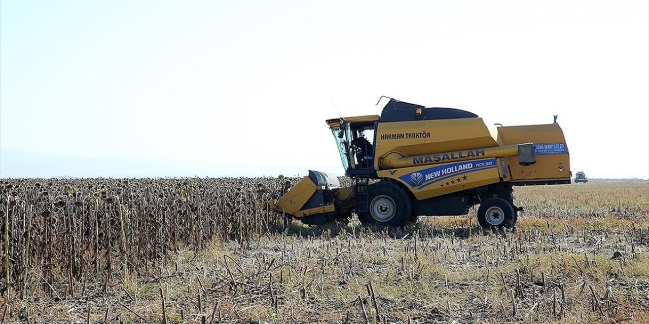 Muş Ovası'nda Ayçiçeği Hasat Ediliyor