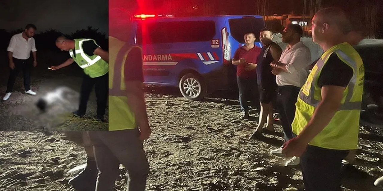 Kan Donduran Olay! 11 Köpek Ölü Bulundu