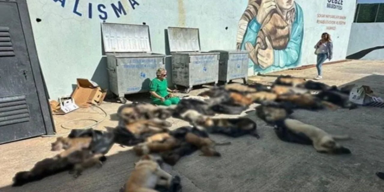 Gebze Belediyesi'nden Hayvan Katliamı!