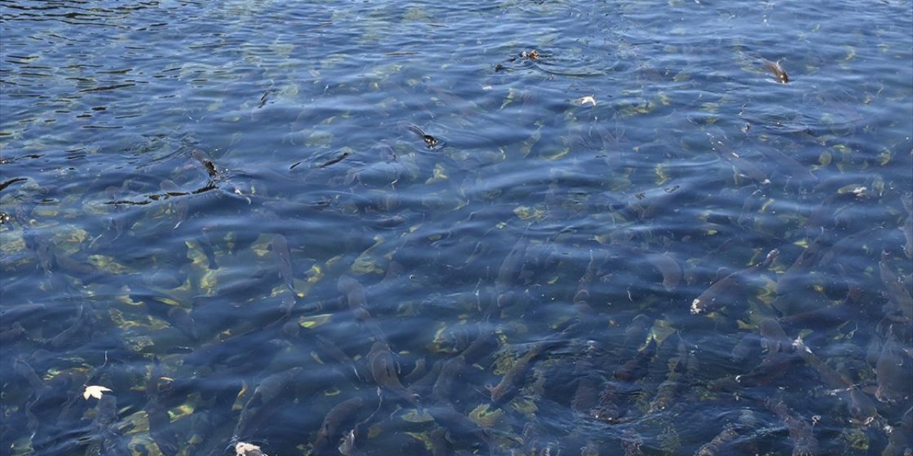 Malatya'da Alabalık Sektörü Devlet Desteğiyle Toparlanma Sürecinde