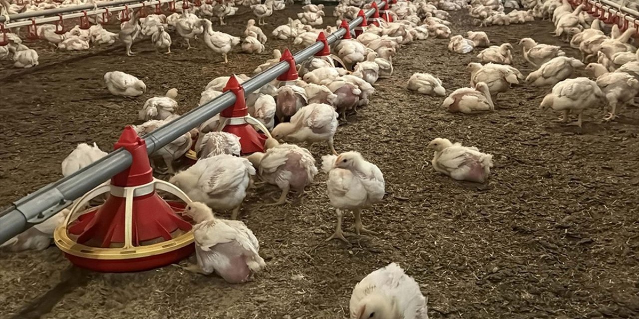 Tavuk Eti Üretimi Ağustosta Aylık Yüzde 4,3, Yıllık Yüzde 5,6 Arttı