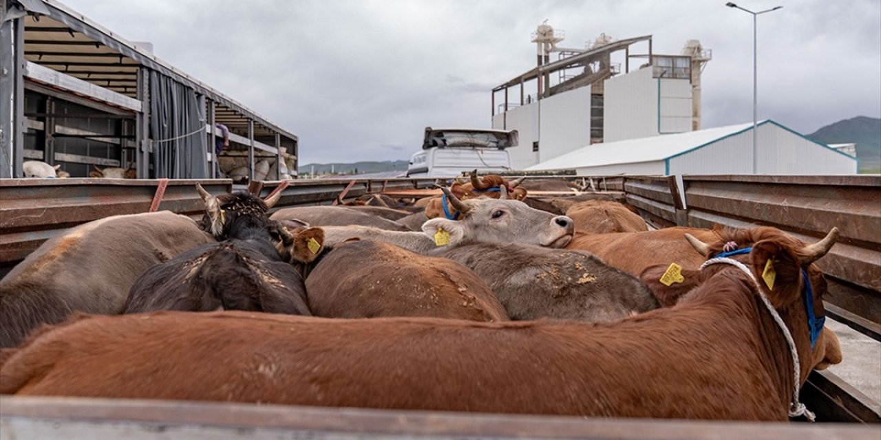 Erzurum'daki Denetim İstasyonunda 201 Bin 285 Hayvan Kontrol Edildi