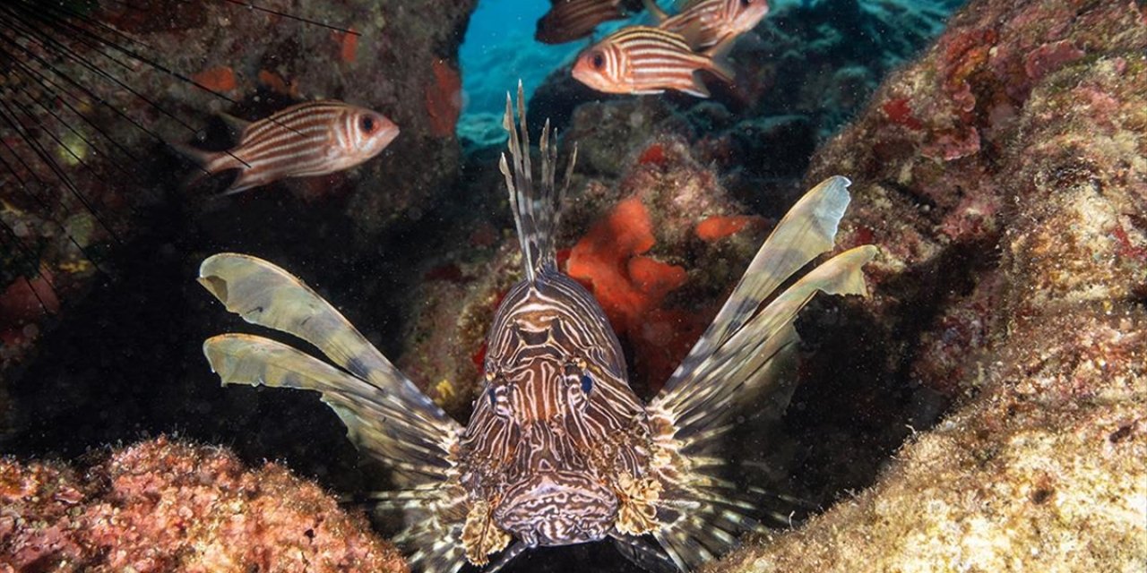 Dalış Turizminin Merkezi Kaş'ın Su Altı Zenginlikleri Görüntülendi