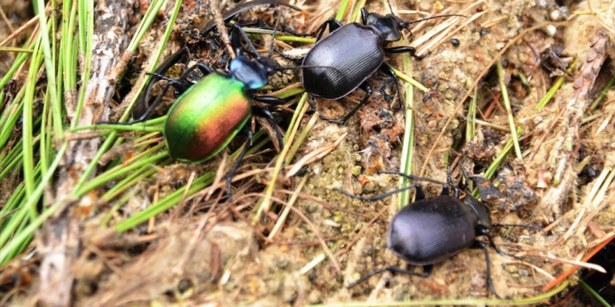 Ormanlar 'Terminatör Böceklere' Emanet