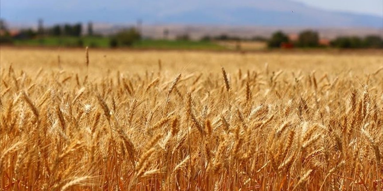 Küresel Isınma Nedeniyle Buğdayın Artık Ekim Yerine Kasımda Ekilmesi Öneriliyor