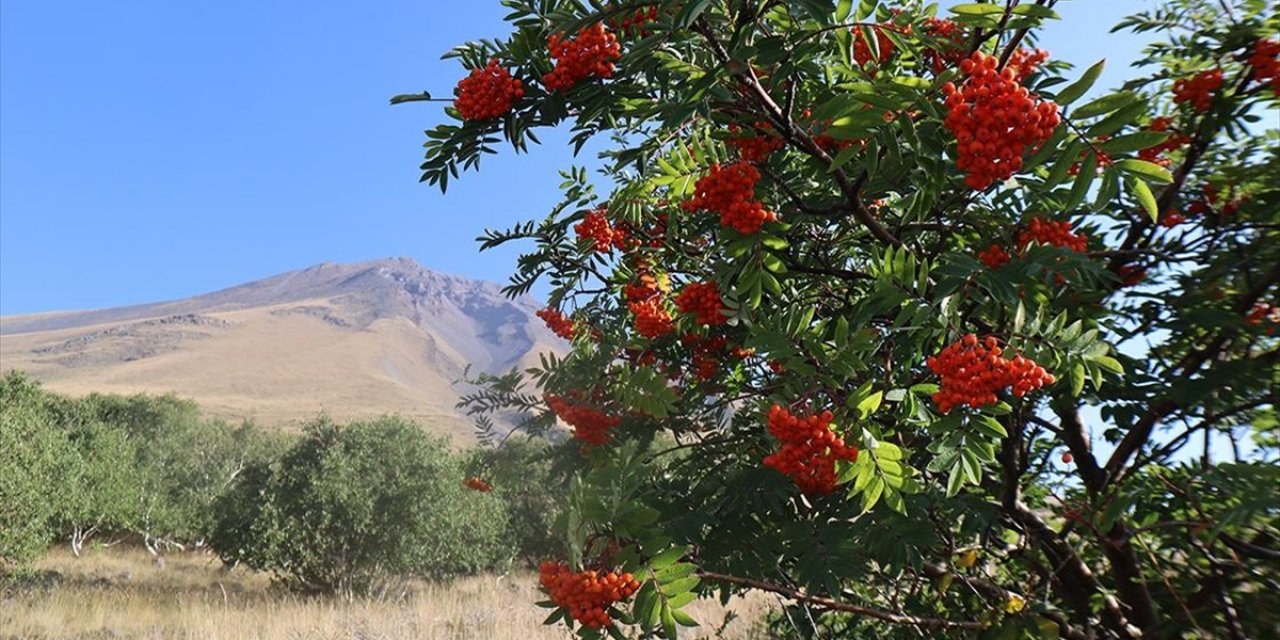 Türkiye'nin En Doğusundaki Küçük Ağrı Dağı'nda Bulunan Huş Ormanları İnceleniyor