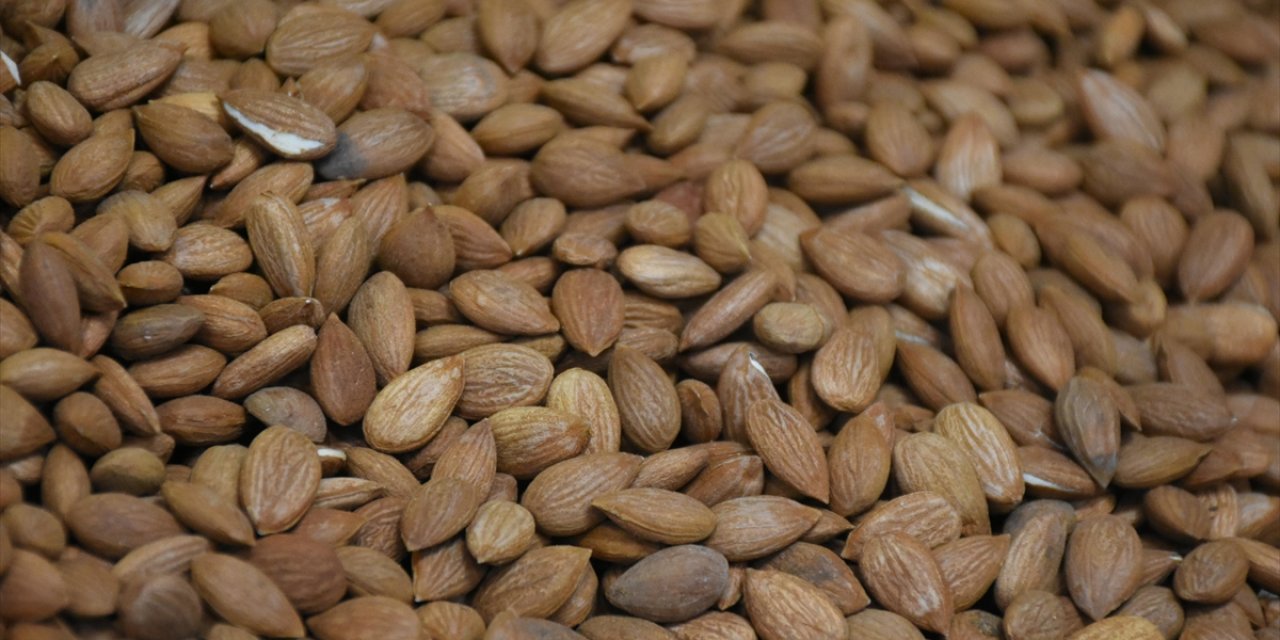 Kayısı Çekirdeği İhracatından 10 Milyon Dolar Gelir Elde Edildi