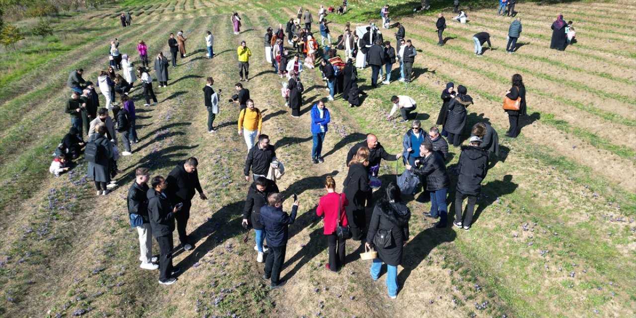 Karabük'te Safran Hasadı Yapıldı