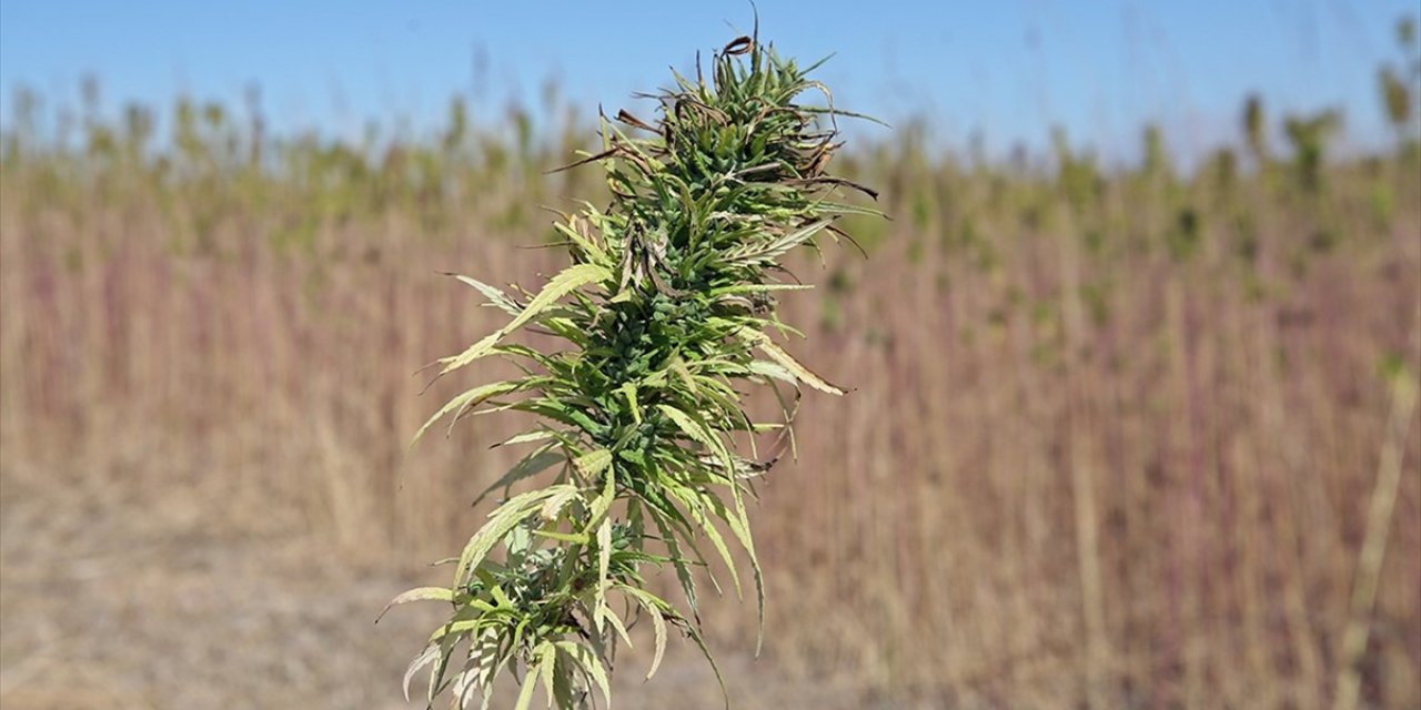 İlaç Etkin Maddesi Üretimi Amaçlı Kenevir Yetiştiriciliği Kotaları Belirlendi