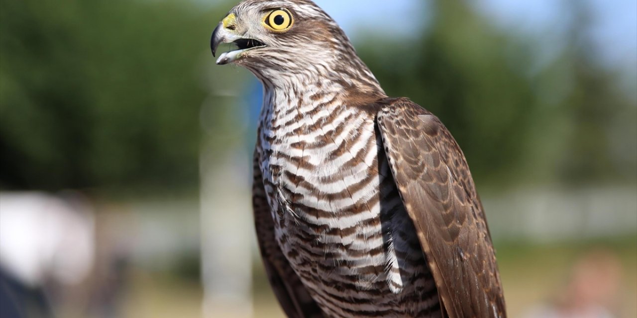 Rize'de Atmaca Güzellik ve Beceri Yarışması Düzenlendi