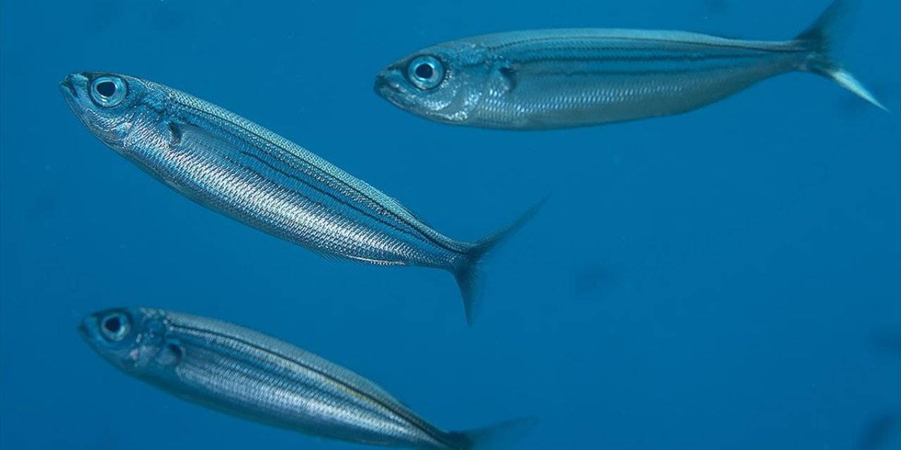 İki Balık Türü Gıda Amaçlı Kullanım Kapsamında Tescillendi