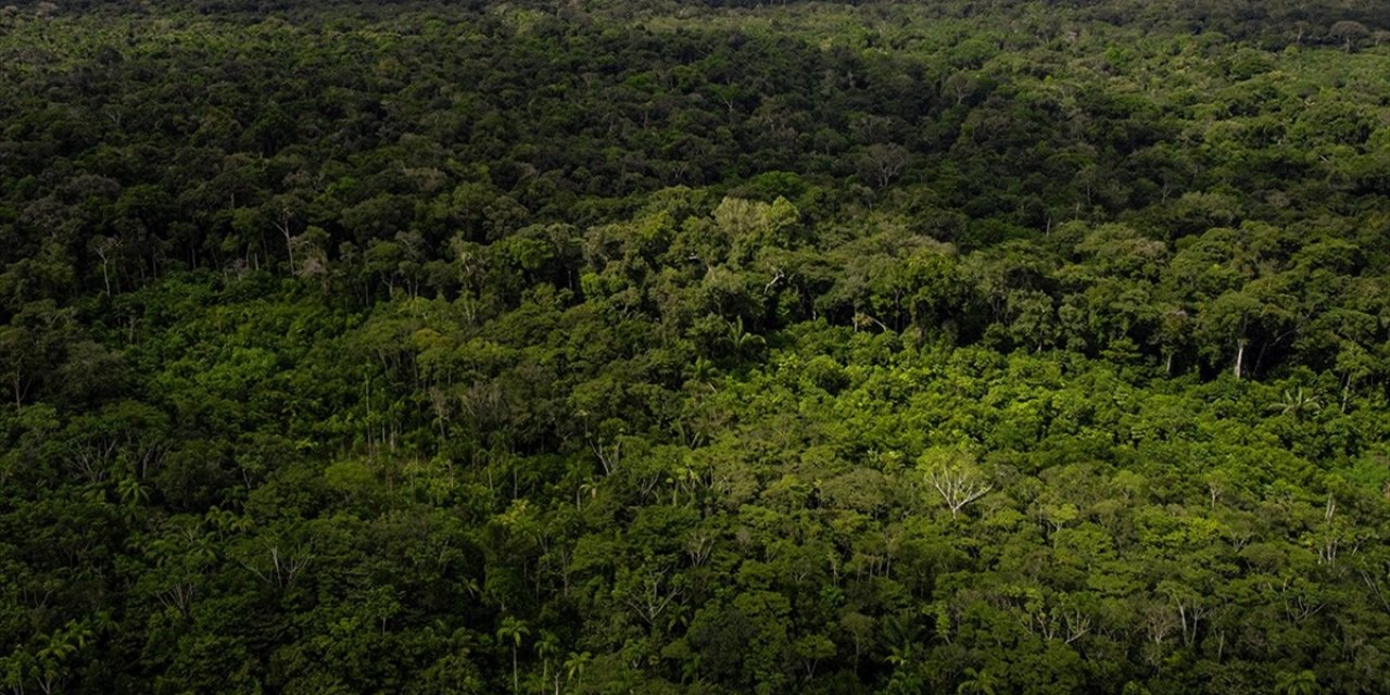 Brezilya Amazonlarındaki Ormansızlaşma Bir Önceki Yıla Göre Yüzde 31 Azaldı