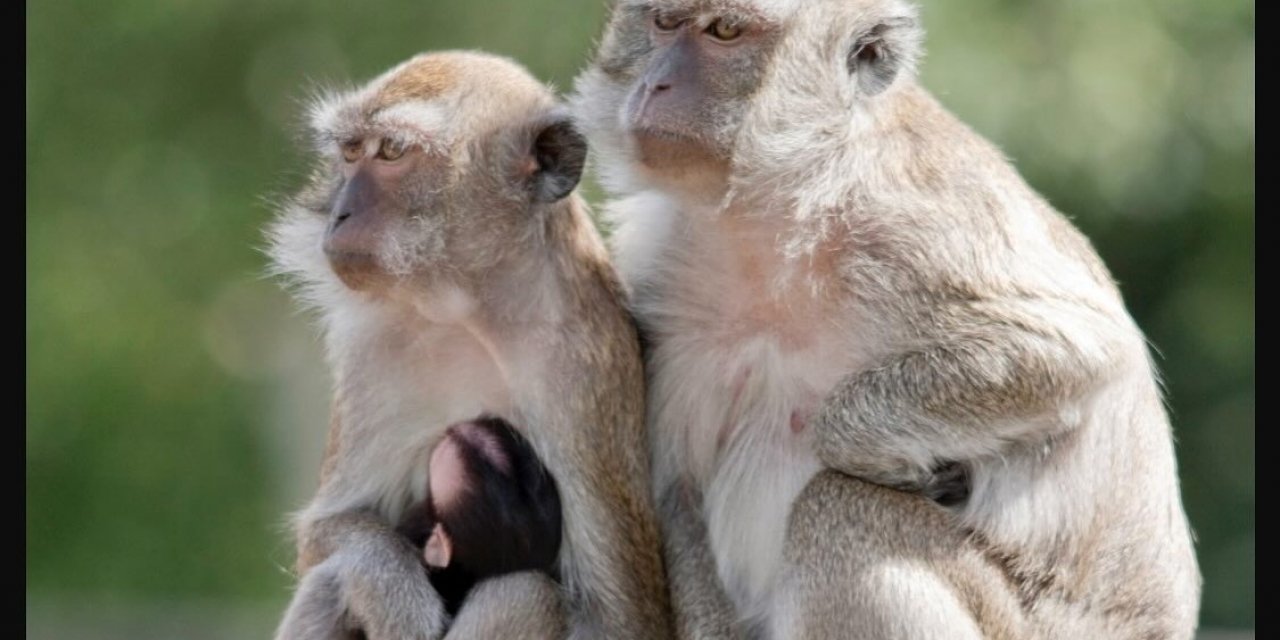 Yeni Virus Tehlikesi Mi?