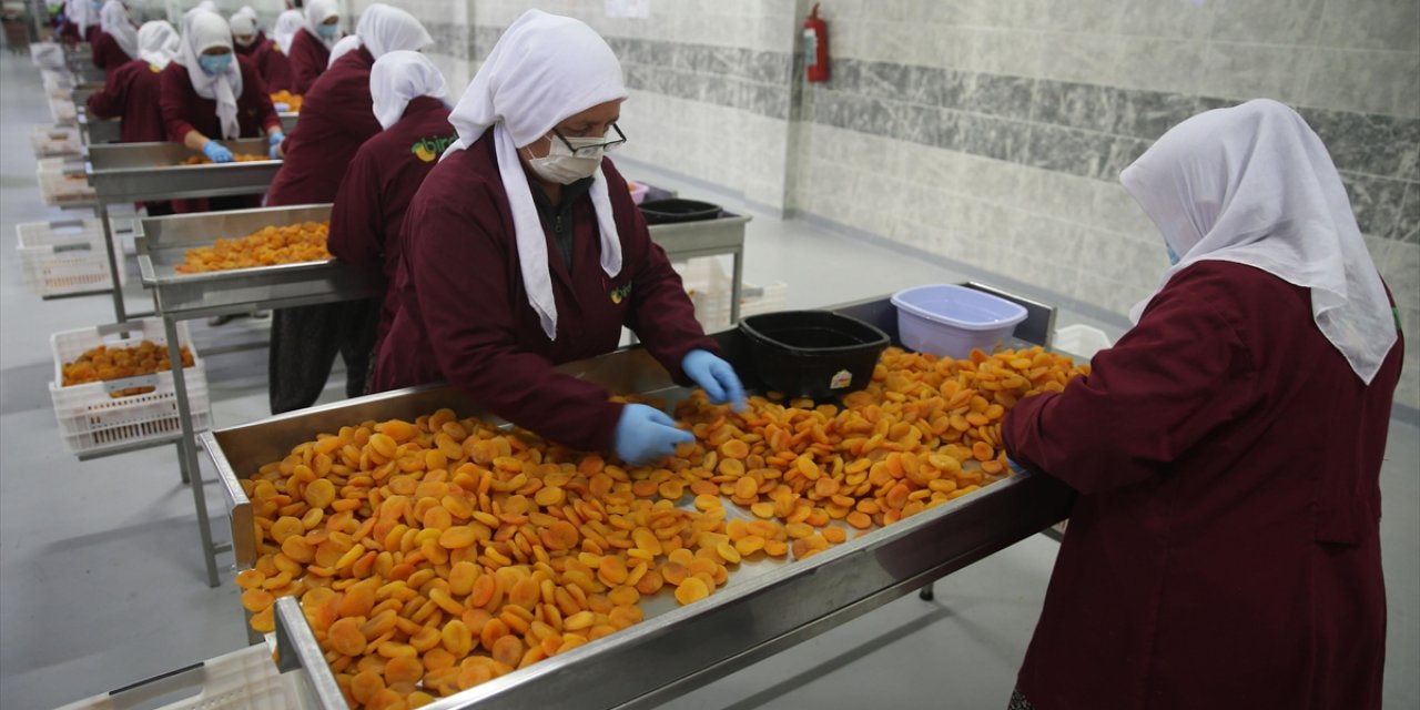 Kuru Kayısı İhracatında Sezonun İlk Çeyreğinde Yüzde 12 Artış