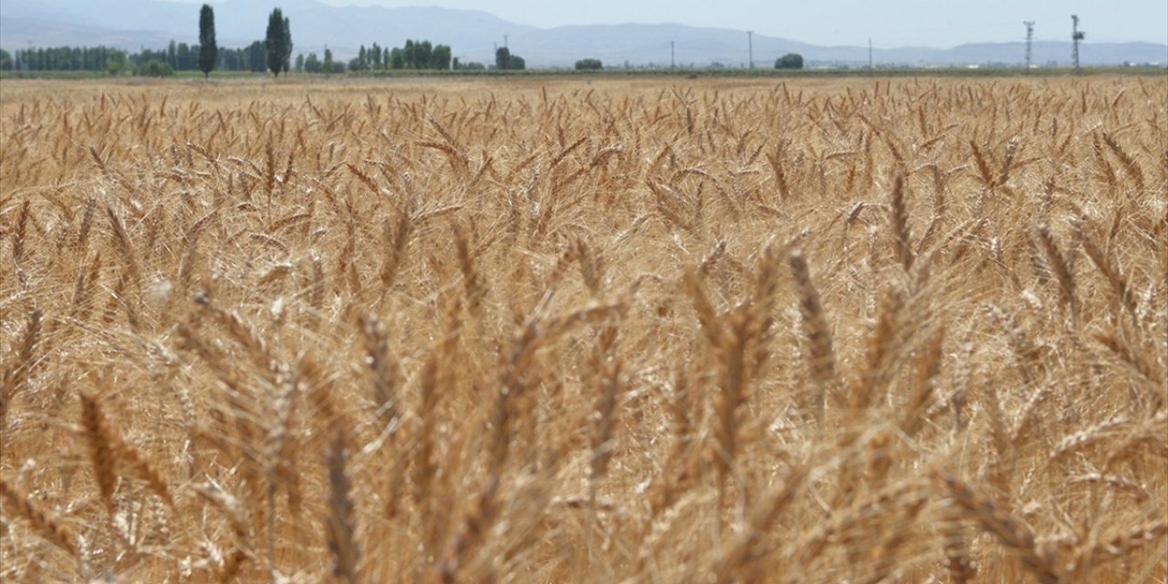 Kuraklık Hububatta Ekim Takvimini Değiştirdi