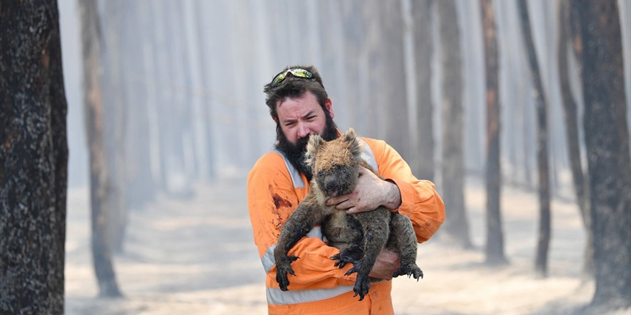 Avustralya'da 2019 Ve 2020'deki Yangınlarda, Hayvan ve Bitki Popülasyonu Yüzde 55 Azaldı