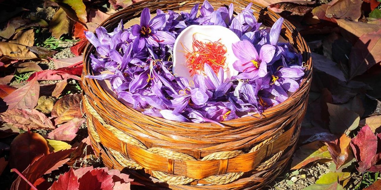 Van'da Deneme Amaçlı Ekilen "Altın Bitki" Safran Kentin İklimine Uyum Sağladı