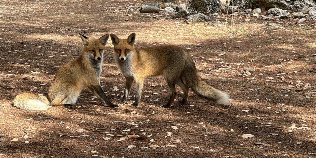 Termessos'u Ziyarete Gelenleri Ormanın Sevimli Sakinleri Tilkiler Karşılıyor