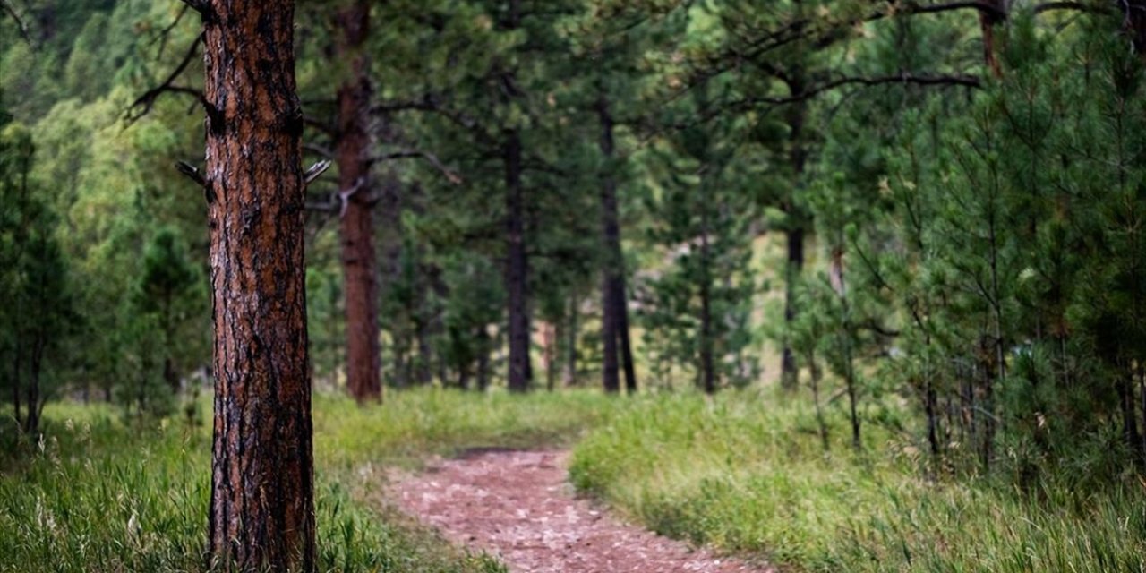 Danimarka, 20 Yılda 1 Milyar Ağaç Dikecek, Tarım Arazilerinin Yüzde 10'unu Ormana Dönüştürecek