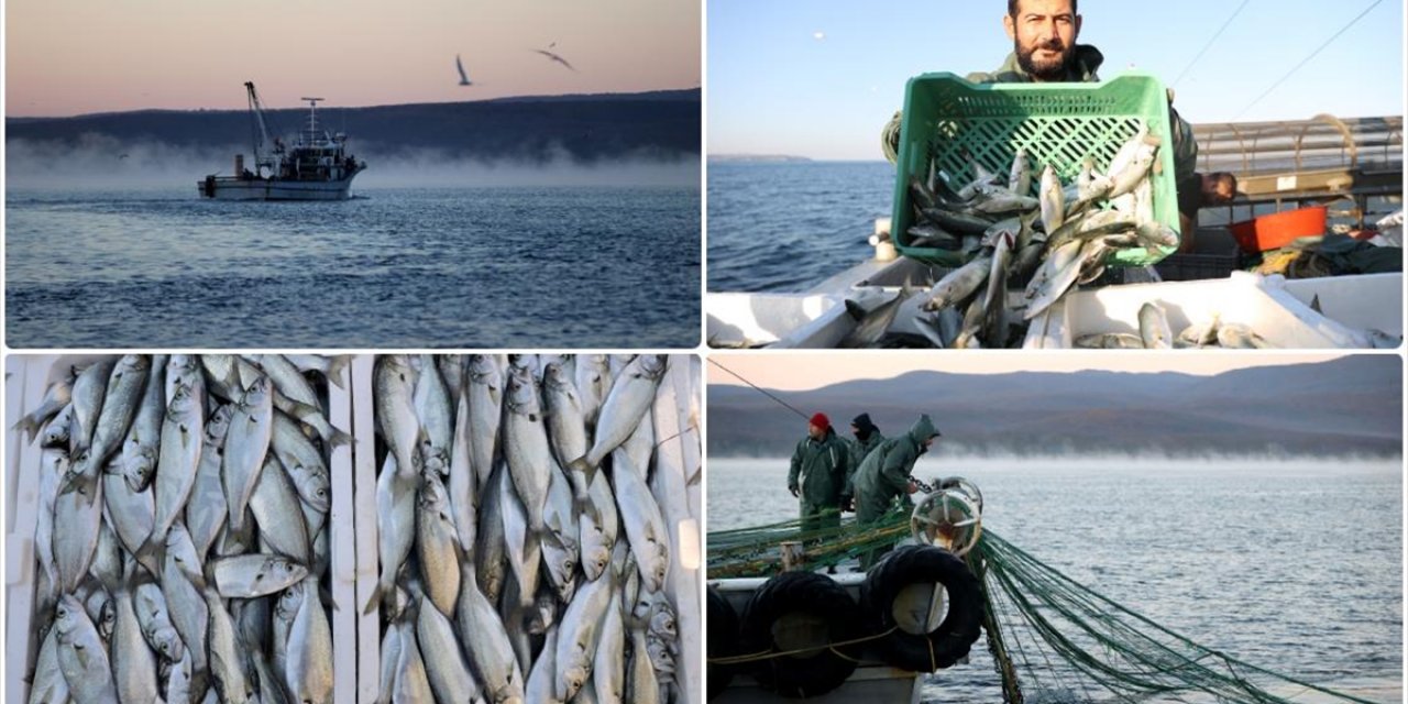 Karadeniz'in Kıyıköy Açıklarında Çinekop ve İstavrit Bolluğu Yaşanıyor
