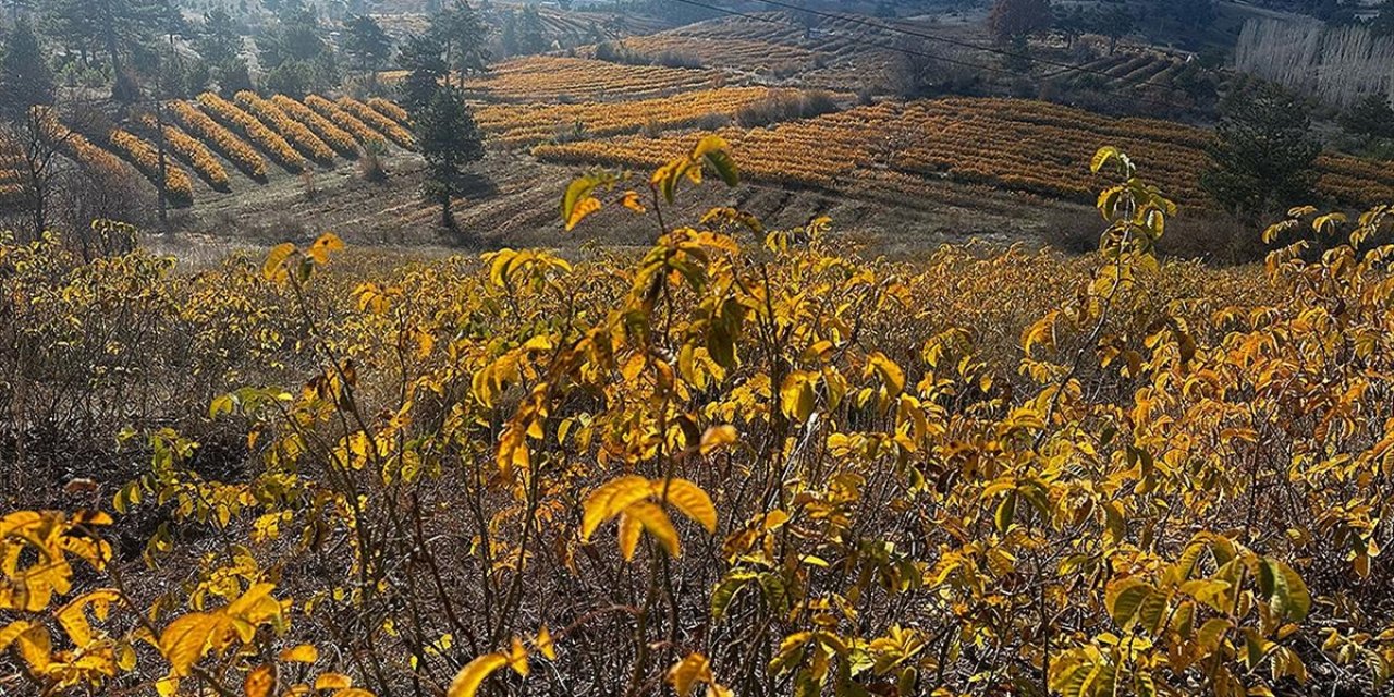 Isparta'da Gül Bahçeleri Sonbaharda Görüntülendi
