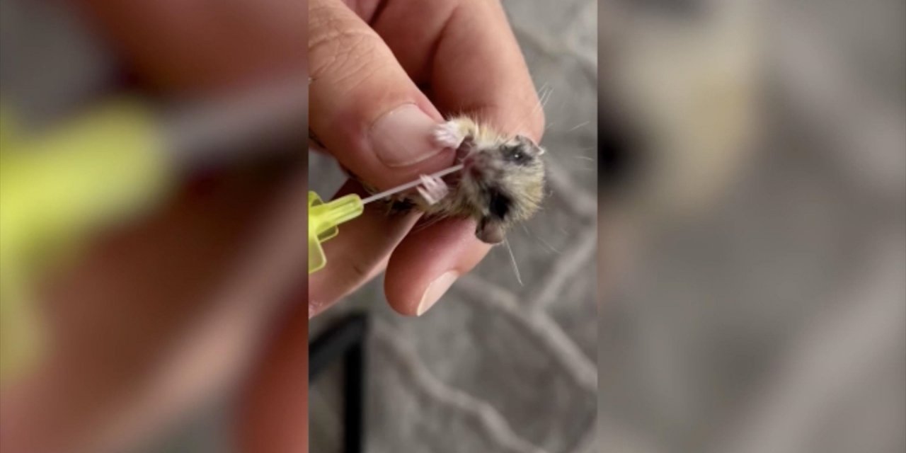 Erzurum'da Bulunan Yediuyur Yavrusu Şırıngayla Damla Damla Verilen Sütle Besleniyor