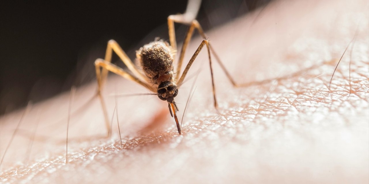Araştırma: Genetiği Değiştirilmiş Sivrisineklerin Isırığı Daha Etkili Sıtma Aşılarında Kullanılabilir