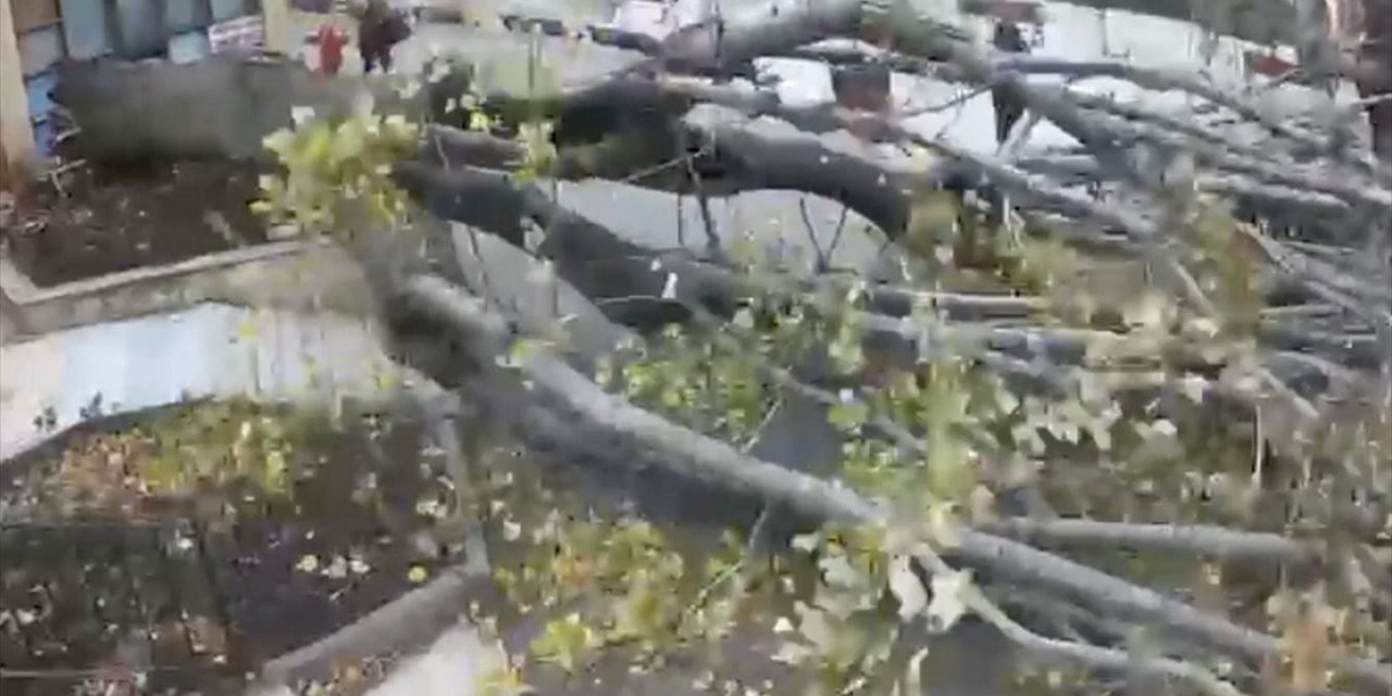 Beykoz'da Şiddetli Rüzgarda Ağacın Devrilmesi Sonucu 1 Kişi Yaralandı
