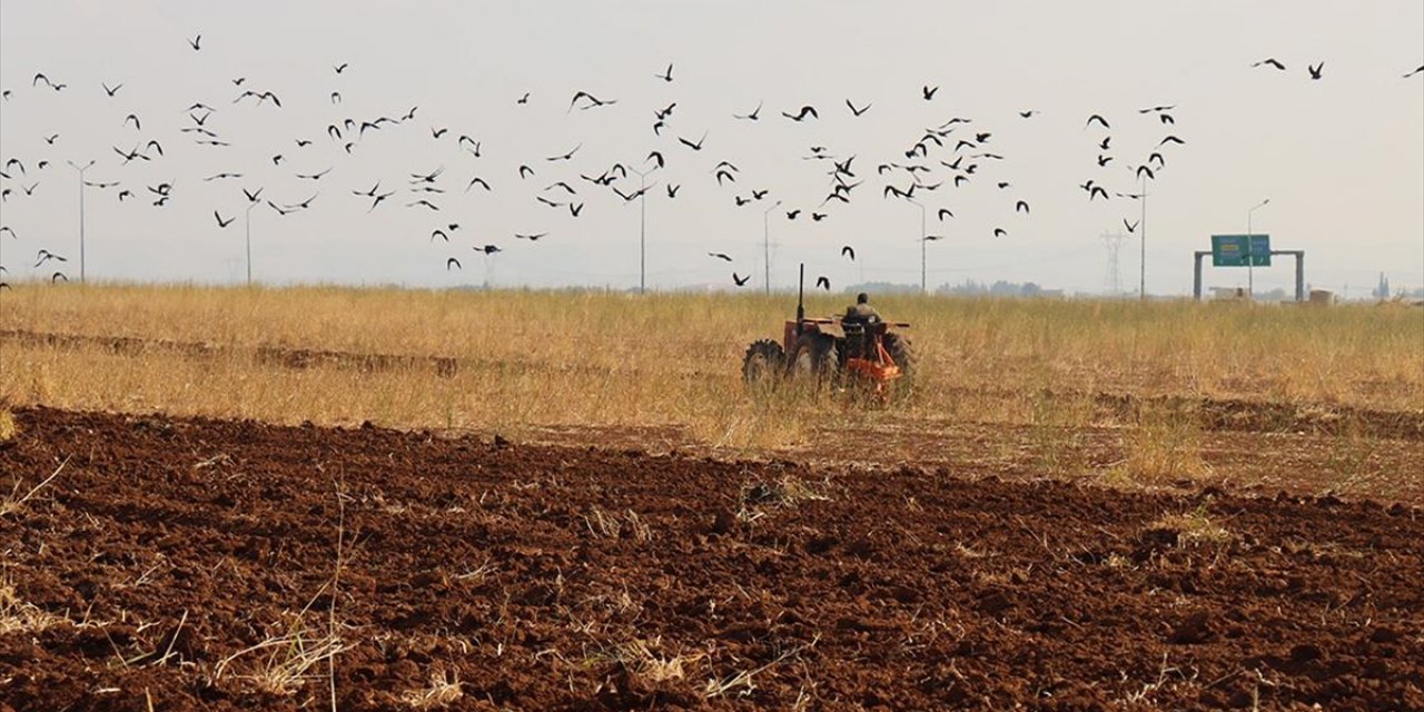Yağışların Gecikmesi Şanlıurfa'da Hububat Ekim Takvimini Değiştirdi