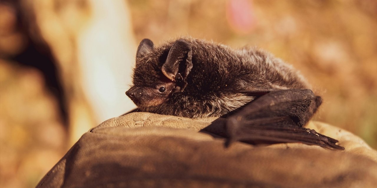 Yarasalar, İşitme Kaybı Durumunda Hızlı Bir Uyum Yeteneği Sergiliyor