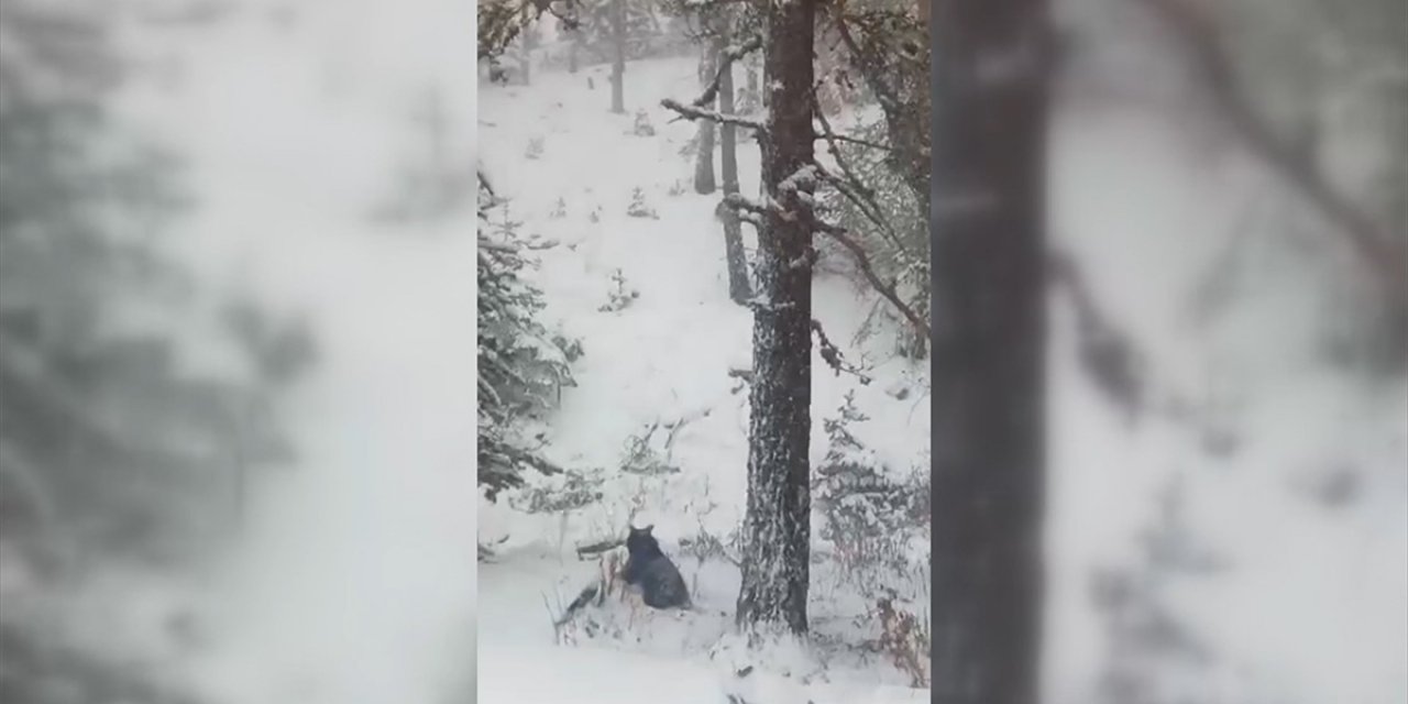 Bolu'da Ayı ve Yavruları Cep Telefonuyla Görüntülendi