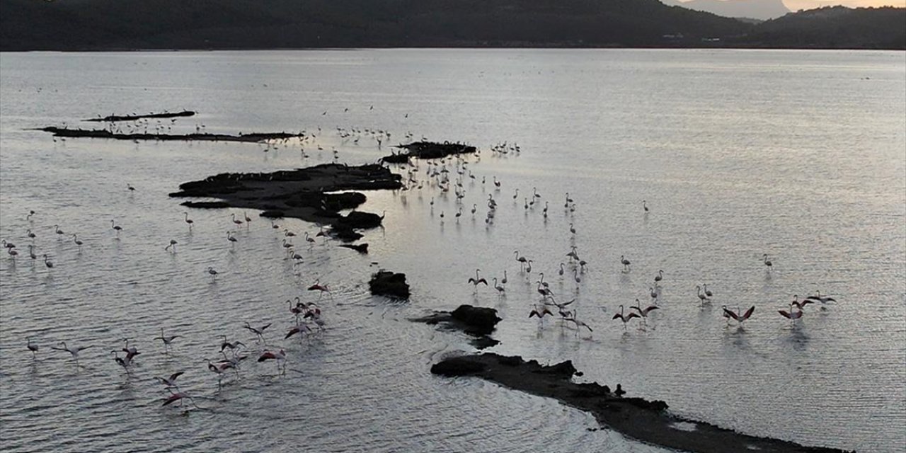 Muğla'daki Tuzla Sulak Alanı'nda Göçmen Kuş Yoğunluğu Yaşanıyor