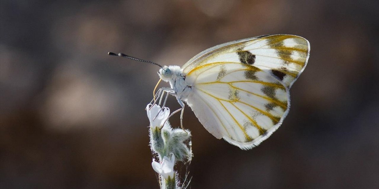 Siirtli Taksicinin Kelebek Tutkusu Bilime Katkı Sunuyor