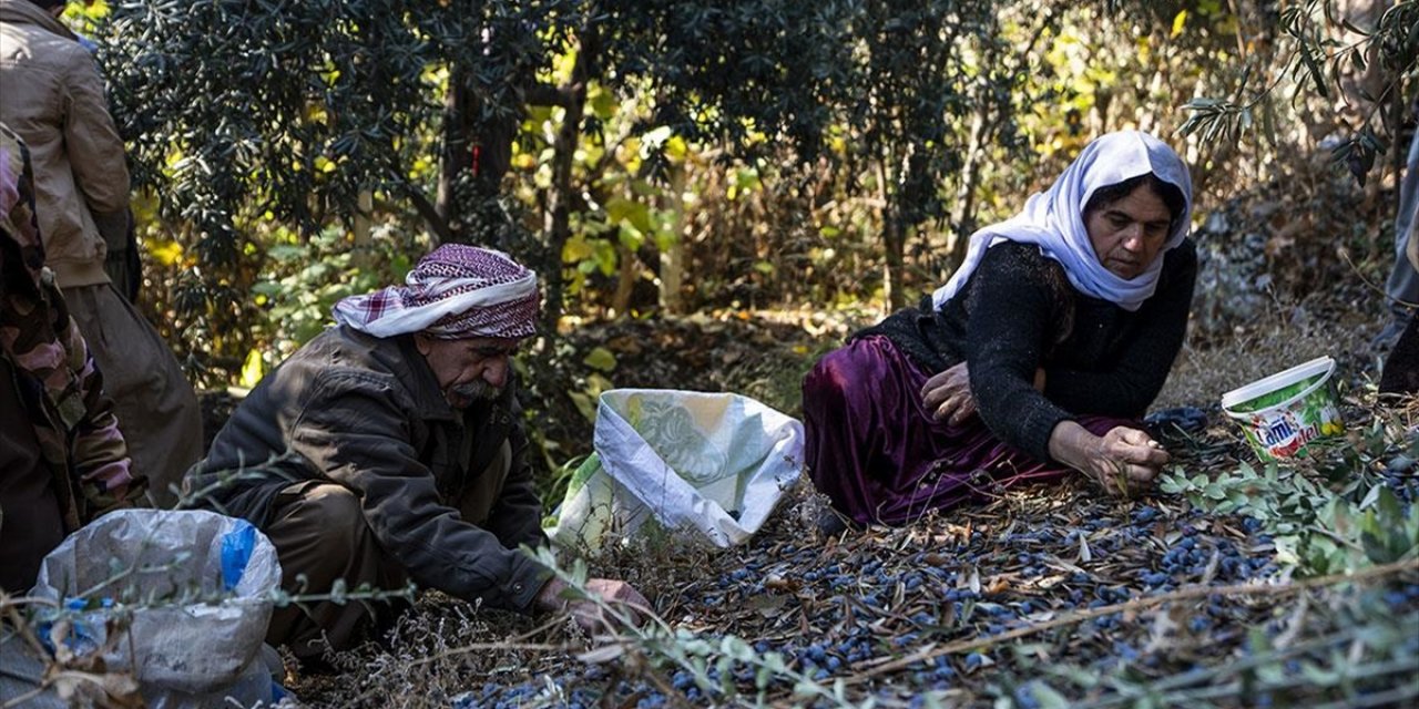 PKK Nedeniyle Yurtlarına Dönemeyen Ezidiler, Laleş Tapınağında Zeytin Hasadına Başladı