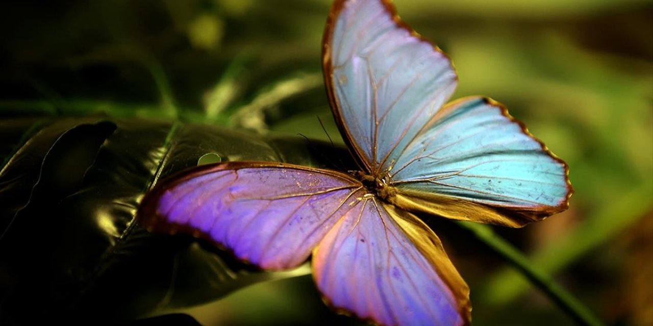 Tropikal Bahçede 10 Bin Kelebek Şebiarus'ta Kozasından Çıkacak