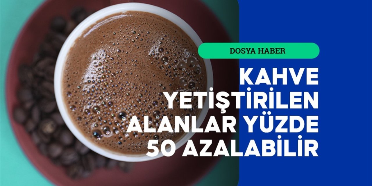 İklim Değişikliği Türkiye'yi Kahve Üreticisi Yapabilir