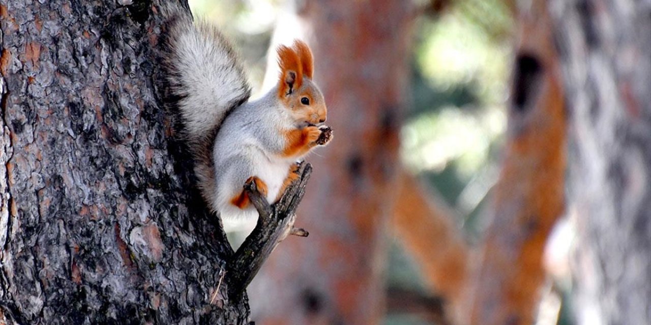 Kars'ta Kızıl Sincaplar Yaşam Alanlarında Görüntülendi