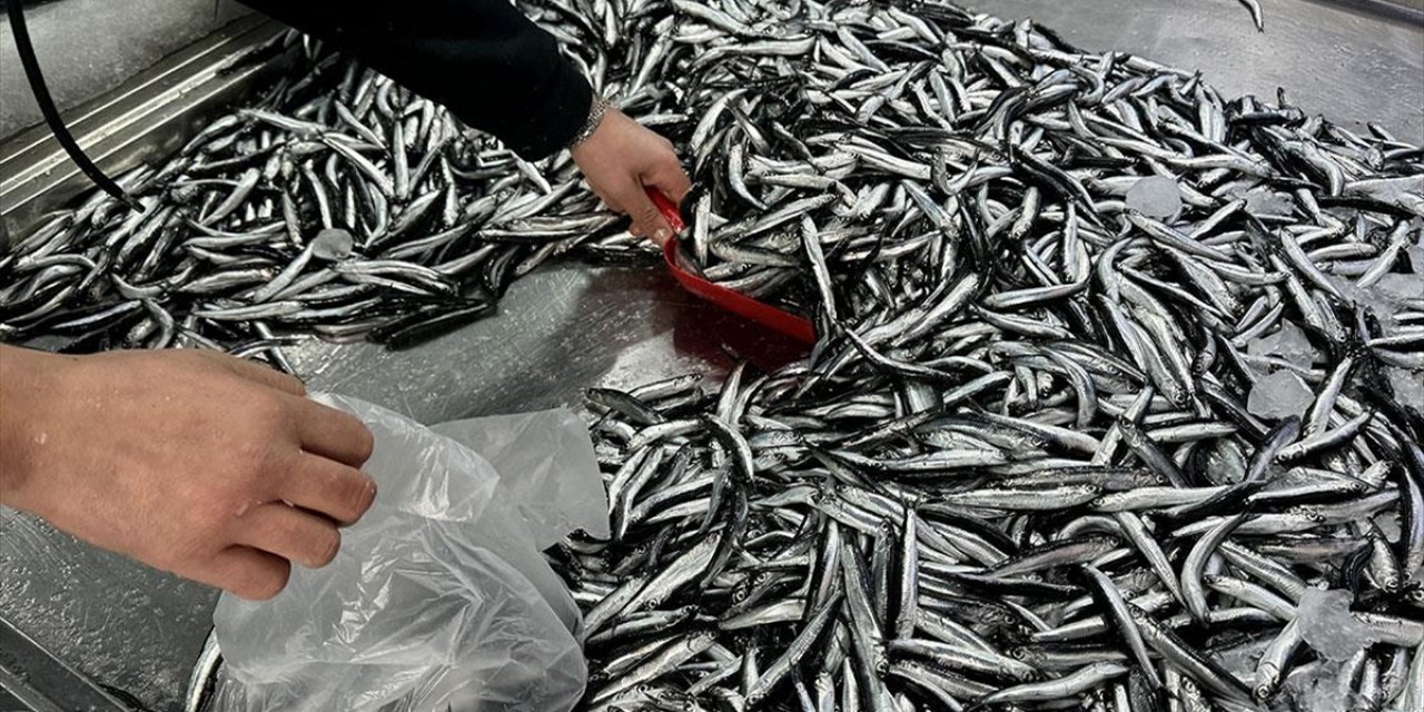 Denizlerde Bu Yıl 144 Bin Su Ürünleri Denetimi Yapıldı